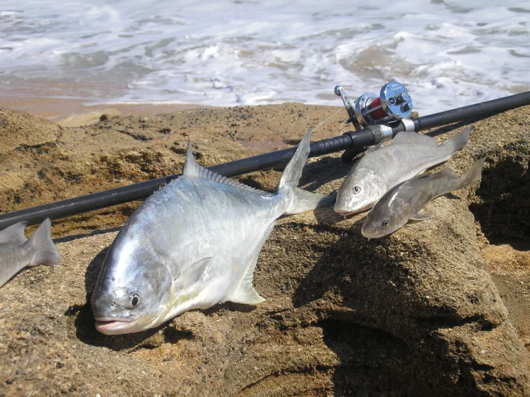 surf fishing catch of the day